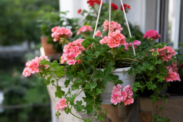Mușcata curgătoare (Pelargonium peltatum) – tot ce trebuie să știi despre plantare și îngrijire