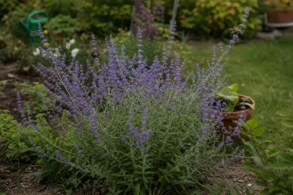 Lavandă rusească (Perovskia atriplicifolia) – sfaturi pentru plantare, creștere și întreținere