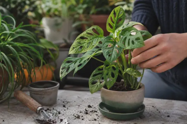 Monstera adansonii: cum se plantează și cum se îngrijește corect