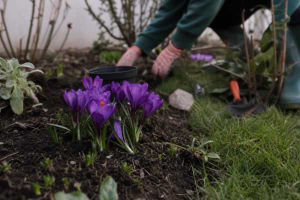 Brândușă (Crocus vernus) – sfaturi pentru plantare, creștere și întreținere