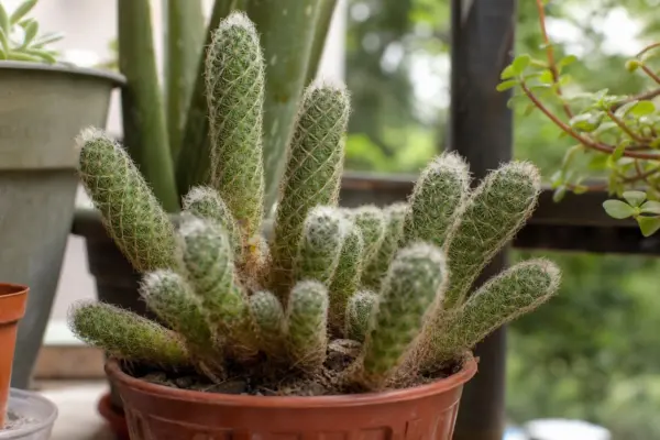 Mammillaria (Mammillaria elongata) – condiții de creștere, plantare și îngrijire