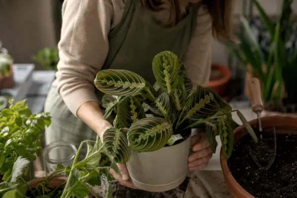 Planta rugăciunii (Maranta leuconeura) – plantare și îngrijire pas cu pas
