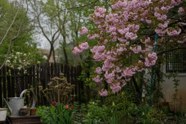 Cireș japonez (Prunus serrulata) – ghid practic de plantare și îngrijire