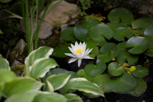 Nufăr (Nymphaea alba) – sfaturi de plantare și îngrijire