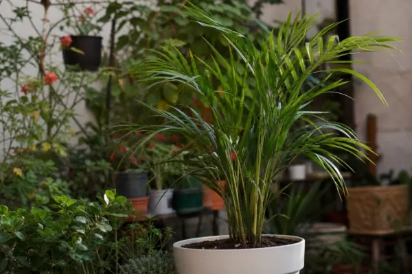 Palmier kentia (Howea forsteriana) – ghid complet de cultivare și îngrijire