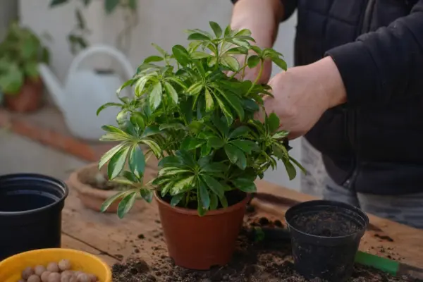 Schefflera arboricola – ghid complet de cultivare și îngrijire