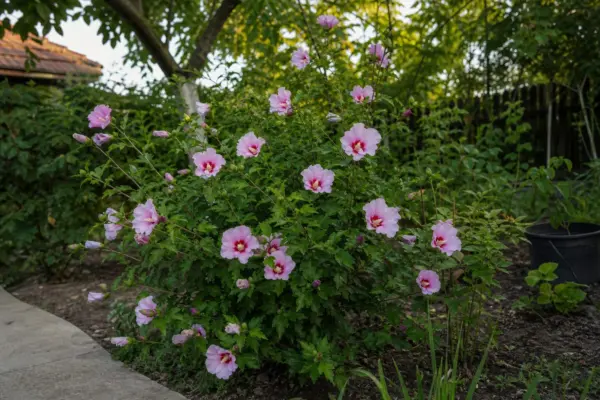 Hibiscus de grădină (Hibiscus syriacus) – ghid practic de plantare și îngrijire