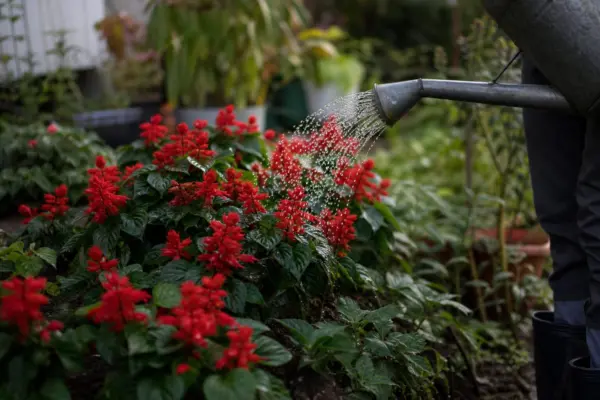 Salvie roșie (Salvia splendens) – plantare, udare și întreținere