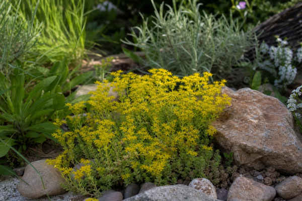 Sedum acre – sfaturi pentru plantare, creștere și întreținere