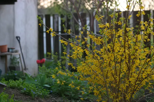 Forsythia intermedia – plantare, îngrijire și greșeli de evitat