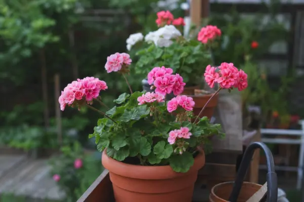 Mușcata (Pelargonium zonale) – plantare și îngrijire pas cu pas
