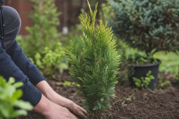 Chiparos de California (Chamaecyparis lawsoniana) – ghid complet de cultivare și îngrijire