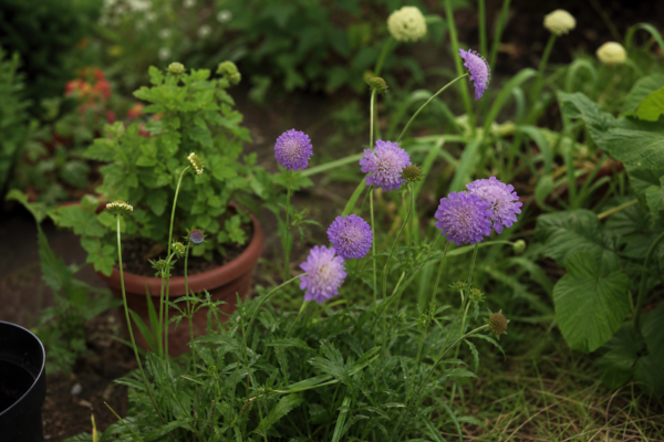 Scabiosa atropurpurea – ghid complet de cultivare și îngrijire
