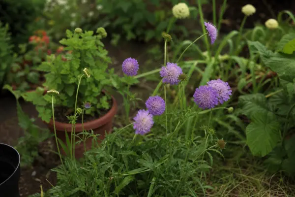 Sipică (Scabiosa atropurpurea) – ghid complet de cultivare și îngrijire