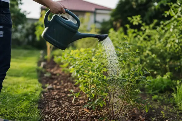 Afin (Vaccinium corymbosum) – plantare, udare și întreținere
