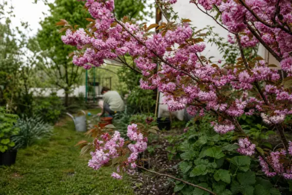 Cireș ornamental (Prunus subhirtella) – plantare, udare și întreținere