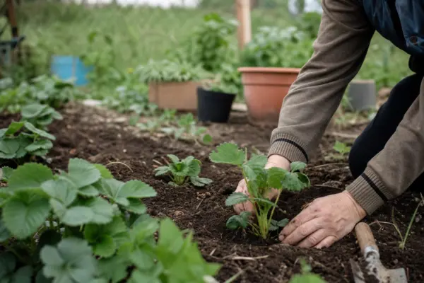 Căpșun (Fragaria x ananassa) – sfaturi pentru plantare, creștere și întreținere