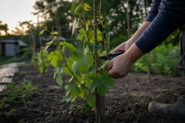 Viță de vie (Vitis vinifera) – ghid practic de plantare și îngrijire