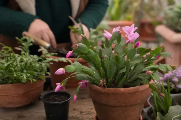 Crăciunița (Schlumbergera) – ghid practic de plantare și îngrijire