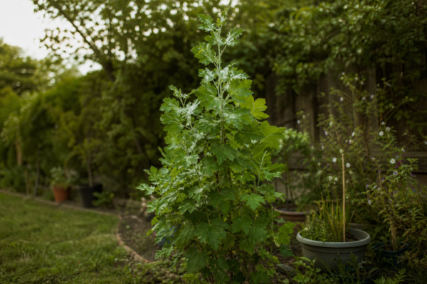 Plop piramidal (Populus nigra Italica) – ghid complet de cultivare și îngrijire
