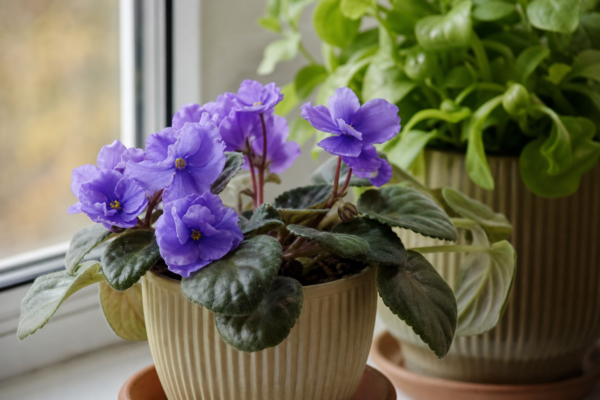 Violeta africană (Saintpaulia ionantha) – plantare, îngrijire și greșeli de evitat