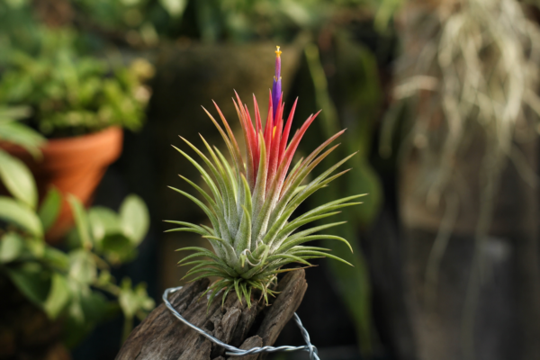 Tillandsia (Tillandsia ionantha) – tot ce trebuie să știi despre plantare și îngrijire