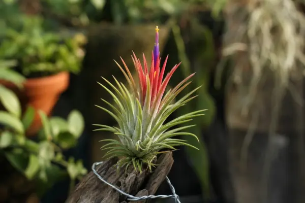 Tillandsia (Tillandsia ionantha) – tot ce trebuie să știi despre plantare și îngrijire