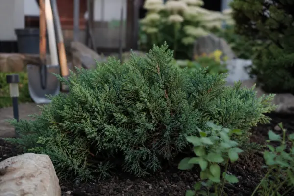 Ienupăr (Juniperus communis) – condiții de creștere, plantare și îngrijire