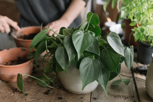 Philodendron scandens – tot ce trebuie să știi despre plantare și îngrijire