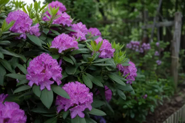 Rododendron (Rhododendron hybridum) – condiții de creștere, plantare și îngrijire