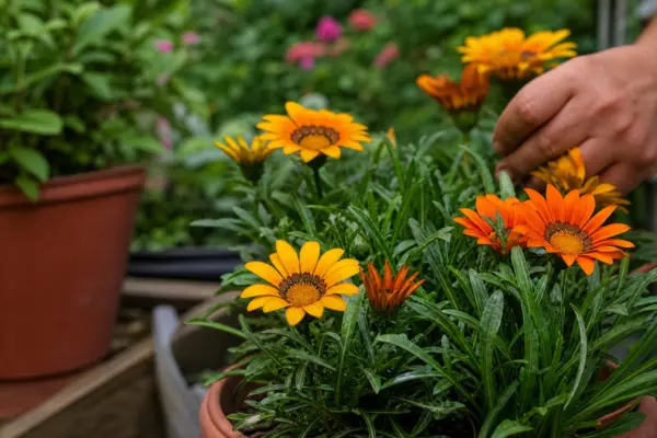 Gazania rigens: cum se plantează și cum se îngrijește corect