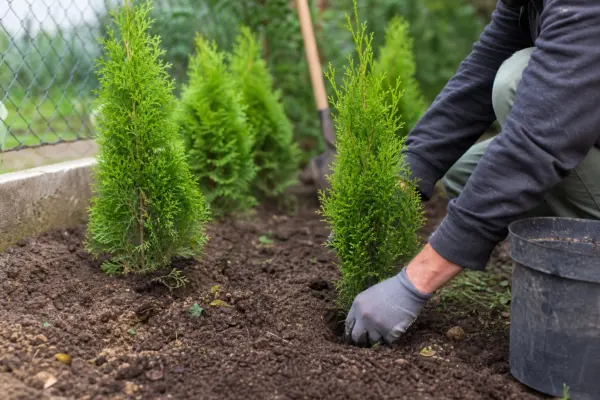 Tuia (Thuja occidentalis) – plantare, îngrijire și greșeli de evitat