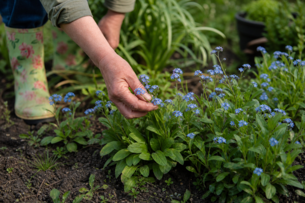 Nu-mă-uita (Myosotis sylvatica) – plantare, îngrijire și greșeli de evitat