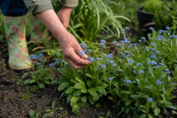 Nu-mă-uita (Myosotis sylvatica) – plantare, îngrijire și greșeli de evitat