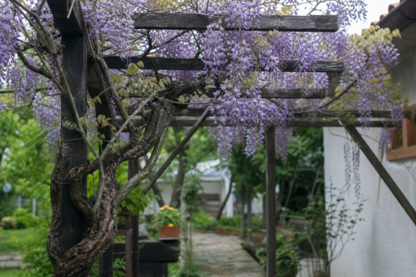 Glicină (Wisteria sinensis) – de la plantare la întreținerea de zi cu zi