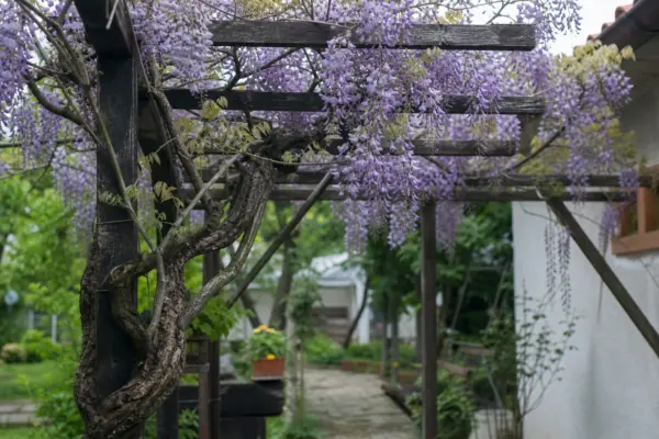 Glicină (Wisteria sinensis) – de la plantare la întreținerea de zi cu zi