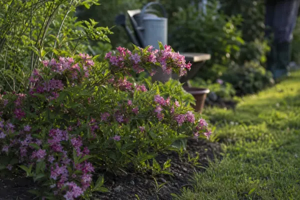 Weigela florida – plantare și îngrijire pas cu pas
