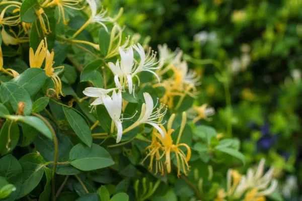 Caprifoiul (Lonicera japonica): plantare și îngrijire pentru o creștere viguroasă