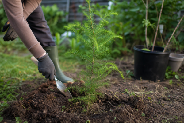 Zadă (Larix decidua) – ghid practic de plantare și îngrijire