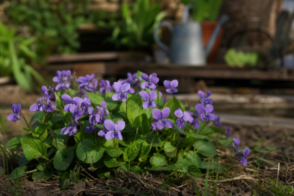 Toporaș (Viola odorata) – condiții de creștere, plantare și îngrijire