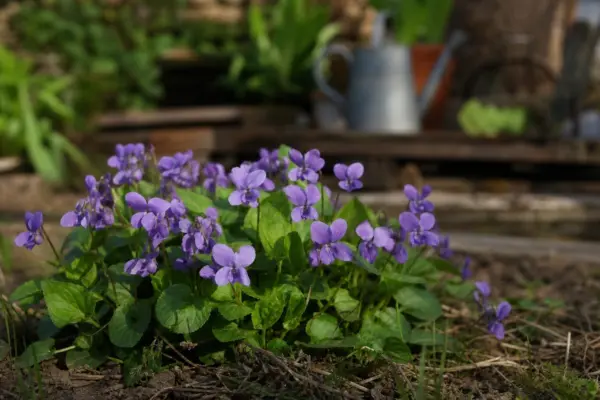 Toporaș (Viola odorata) – condiții de creștere, plantare și îngrijire