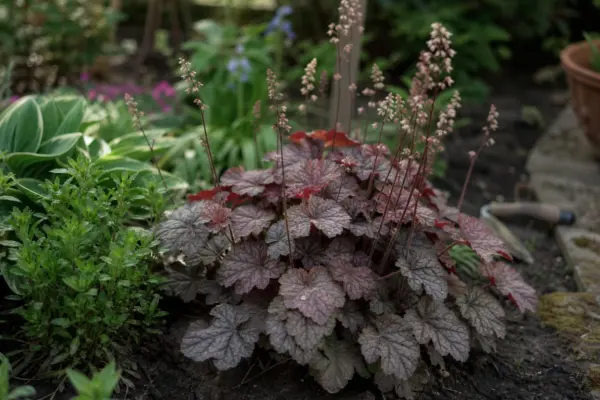 Heuchera micrantha – ghid practic de plantare și îngrijire
