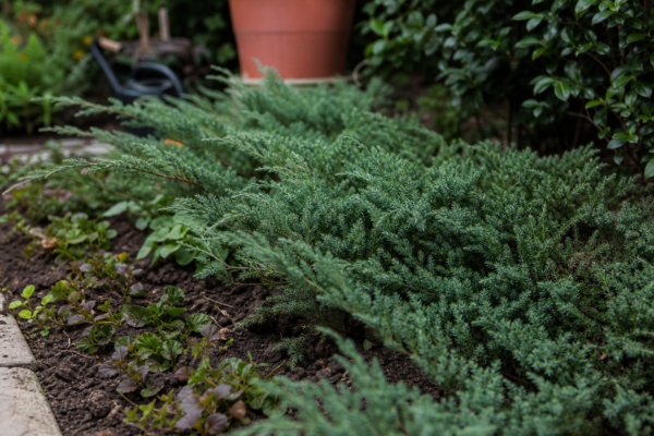 Ienupăr târâtor (Juniperus horizontalis) – sfaturi pentru plantare, creștere și întreținere