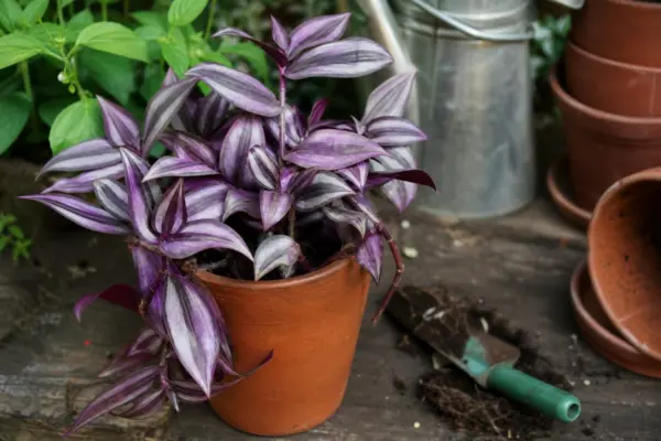 Telegraf (Tradescantia zebrina) – sfaturi pentru plantare, creștere și întreținere