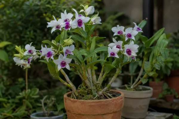 Orhideea Dendrobium (Dendrobium nobile) – sfaturi pentru plantare, creștere și întreținere