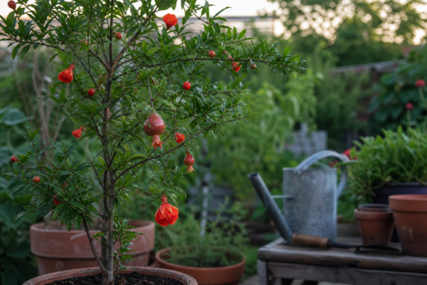 Rodie ornamentală (Punica granatum): ce condiții cere și cum o îngrijești