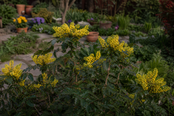 Mahonia (Mahonia aquifolium) – de la plantare la întreținerea de zi cu zi