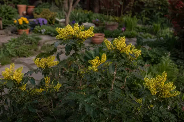 Mahonia (Mahonia aquifolium) – de la plantare la întreținerea de zi cu zi