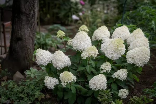 Hortensie Annabelle (Hydrangea arborescens) – tot ce trebuie să știi despre plantare și îngrijire