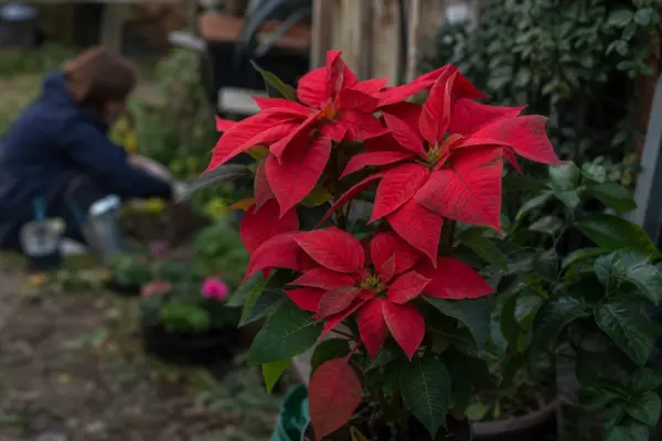 Steaua Crăciunului (Euphorbia pulcherrima) – condiții de creștere, plantare și îngrijire
